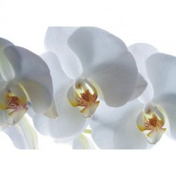 Orquídeas Volume de Sombras