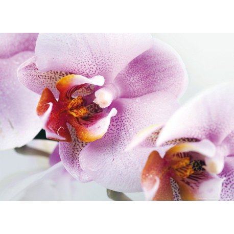 Detalhe de Orquídea Branco e Lilá