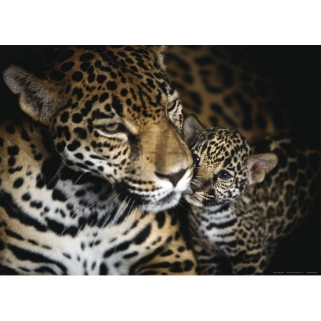 Mamã Leopardo e Cachorro