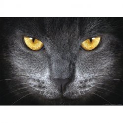 O Olhar do Gato Cinzento