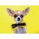 Chihuahua com Laço em Amarelo
