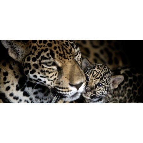 Mamã Leopardo junto ao Cachorro