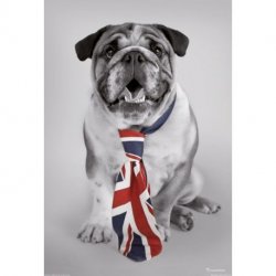 Cão Pitbull com Elegância Britânica
