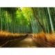 Senda em Bosque de Bambu
