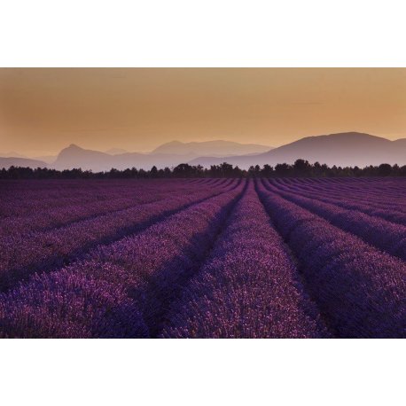 Campo de Alfazema até o Horizonte