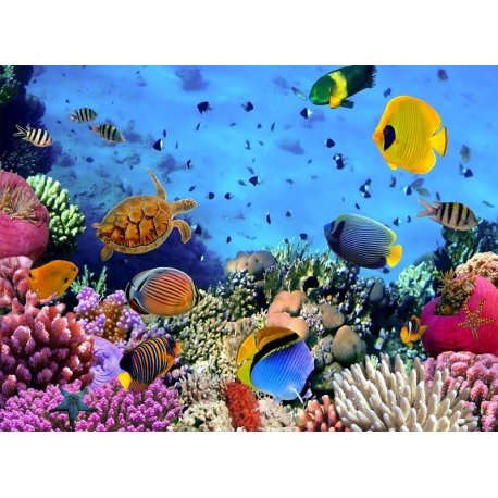 Peixes de Coral no Fundo do Mar
