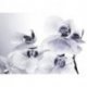 Orquídeas Brancas Pontos Azuis