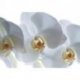 Delicadas Orquídeas em Branco