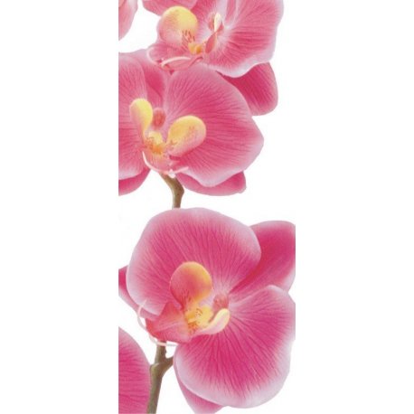 Ramo de Orquídeas Rosas