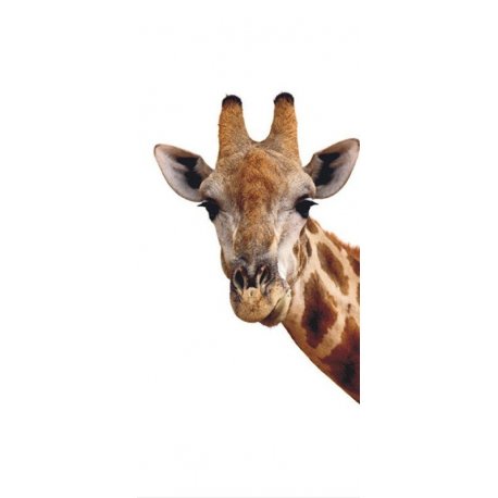 O Olhar da Girafa