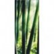 Verde Bambu Iluminado