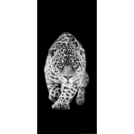 O Olhar do Tigre em Preto e Branco
