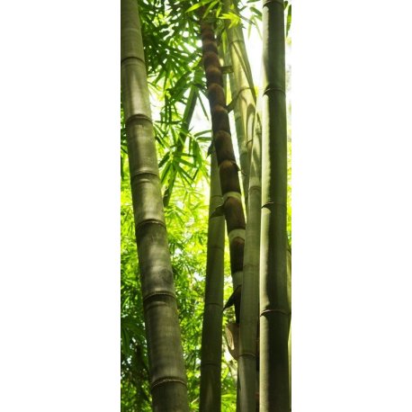 Troncos de Bambu Iluminados