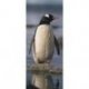 Pinguim na Costa