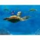 À Procura de Nemo Viagem com Tartaturas